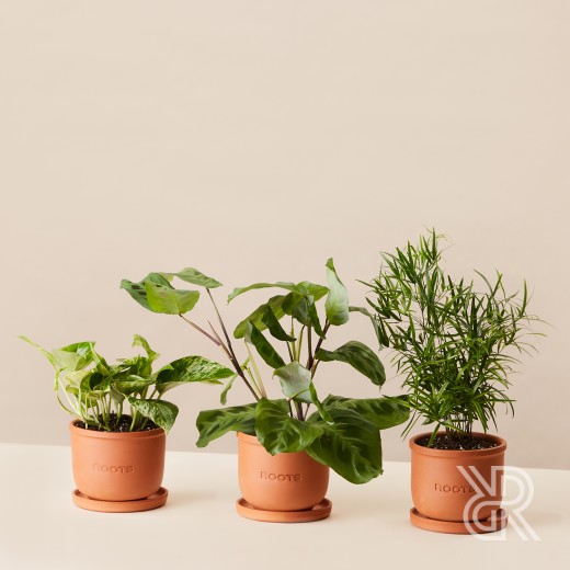 Plants set 16 Комнатное растение