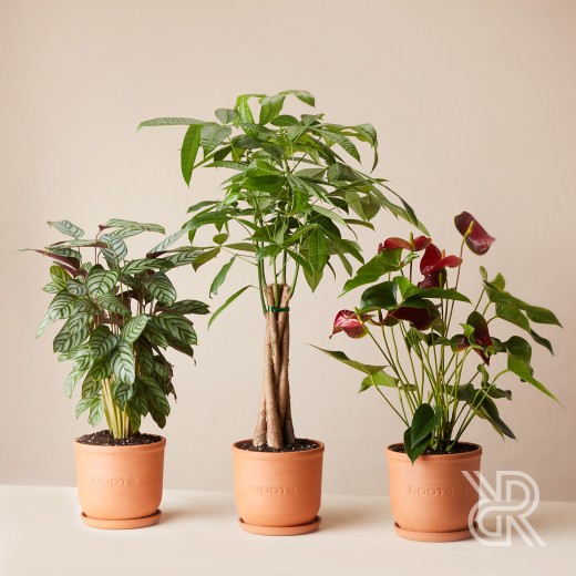 Plants set 07 Комнатное растение