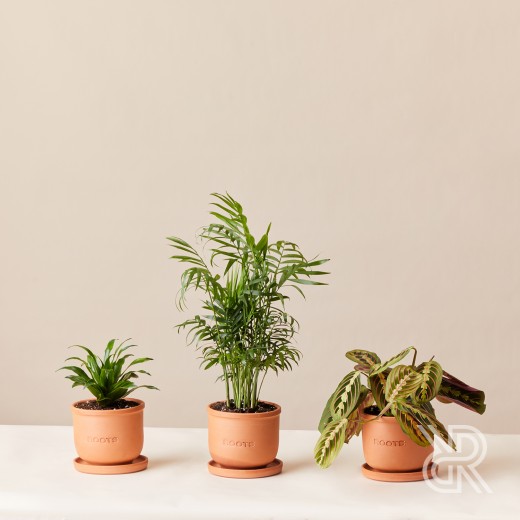 Plants set 06 Комнатное растение