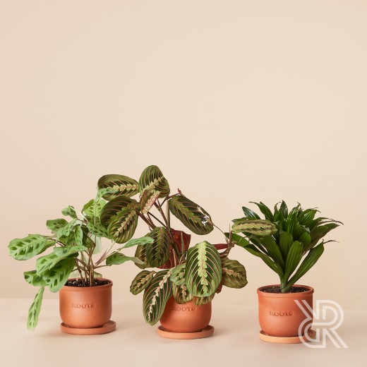 Plants set 20 Комнатное растение