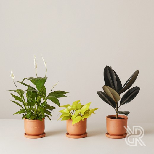 Plants set 04 Комнатное растение