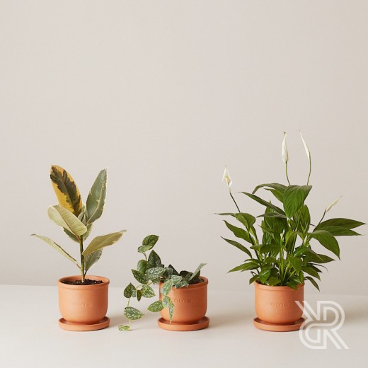 Plants set 02 Комнатное растение