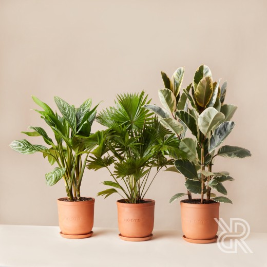 Plants set 10 Комнатное растение