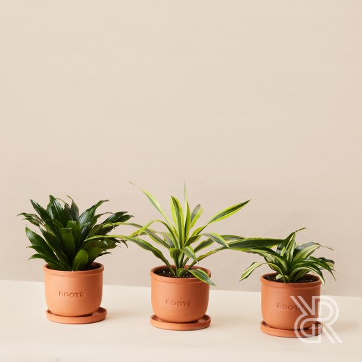 Plants set 15 Комнатное растение