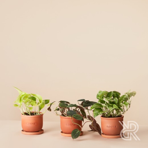 Plants set 19 Комнатное растение