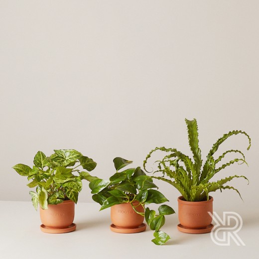 Plants set 03 Комнатное растение