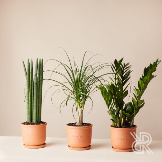 Plants set 08 Комнатное растение