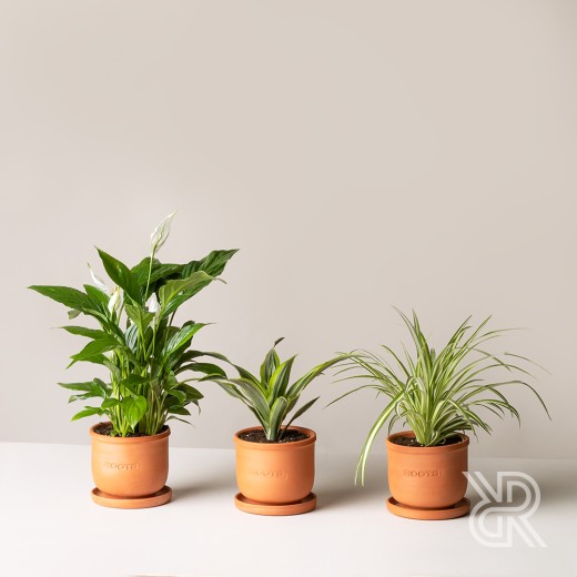 Plants set 01 Комнатное растение