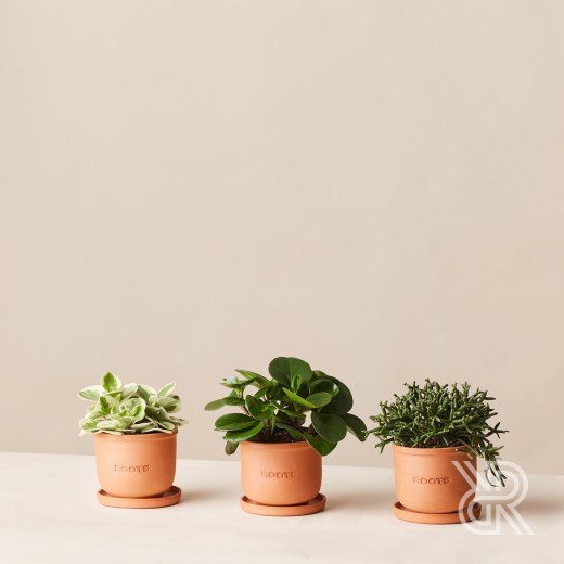 Plants set 13 Комнатное растение