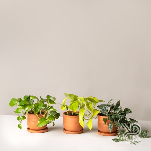 Plants set 05 Комнатное растение