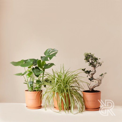 Plants set 12 Комнатное растение